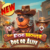 The Dog House - Dog Or Alive